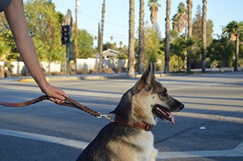 soft touch collars padded leather dog collar