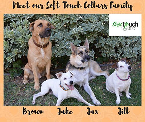 soft touch collars padded leather dog collar